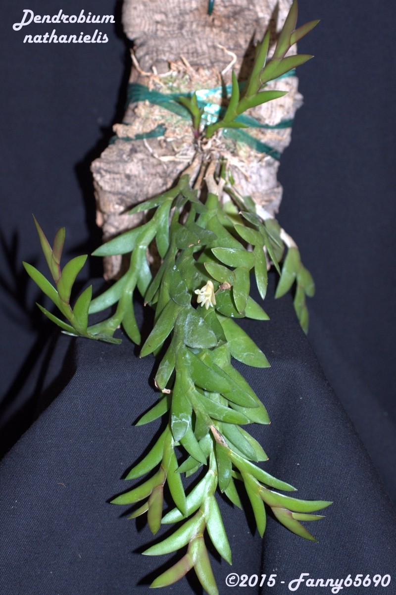 Dendrobium nathanielis Dsc_0061