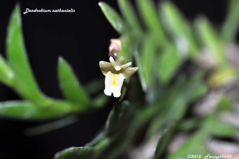 Dendrobium nathanielis Dsc_0062