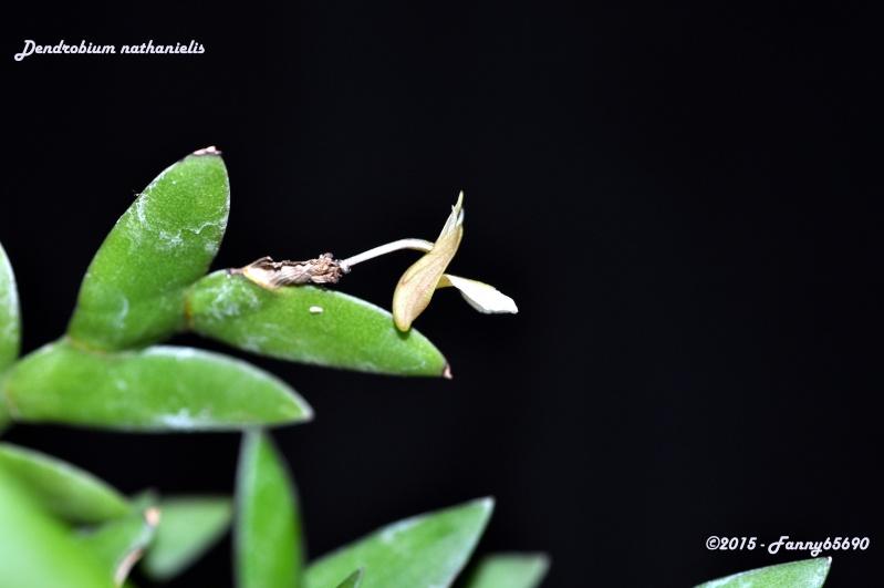 Dendrobium nathanielis Dsc_0063