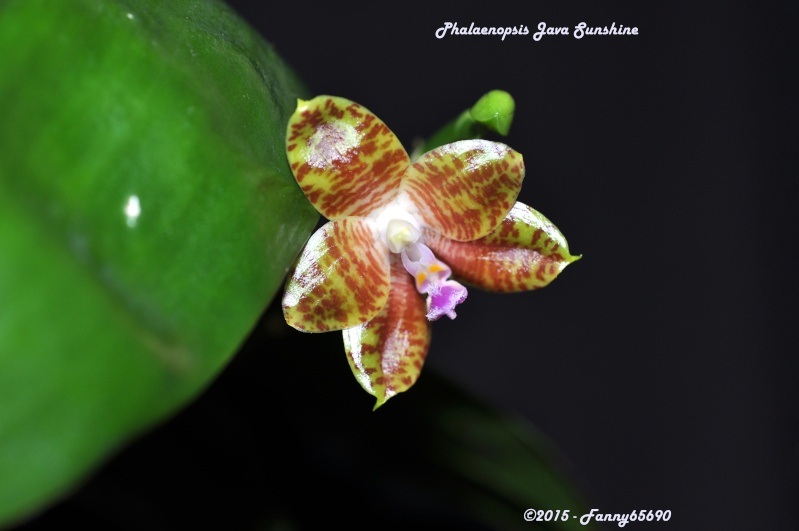 Phalaenopsis Java Sunshine ( javanica x venosa ) Dsc_0064