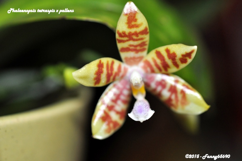 Phalaenopsis tetraspis x pallens Dsc_0068