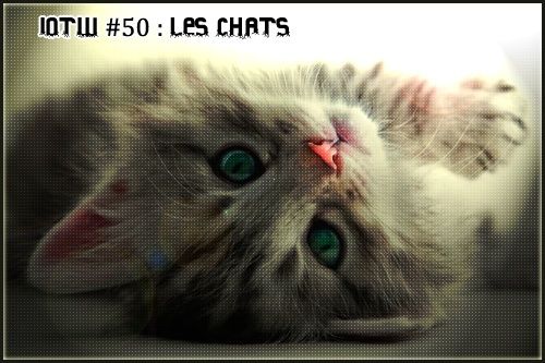 [Inscriptions] SO2W #28 : Les chats - Page 2 Chat310