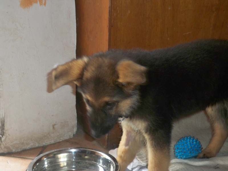 Mon chiot de 2 mois a la parvovirose Page 20
