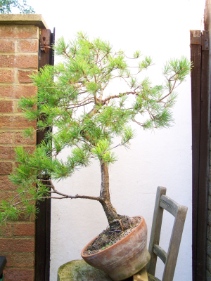 Pinus sylvestris 100_2313