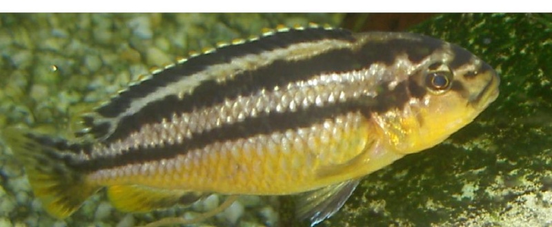 Mélanochromis Auratus  Auratu11