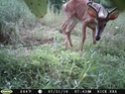 FIRST CITY  BUCK 0F 2010 01610