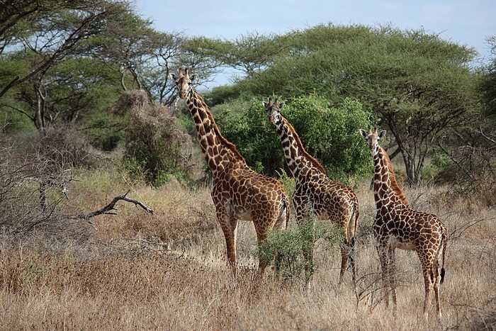 Voyage en Tanzanie Giraff10