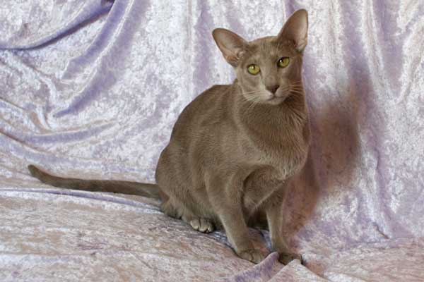 Très gentilles chattes devon rex et orientale à placer ensemble (77)  10082910