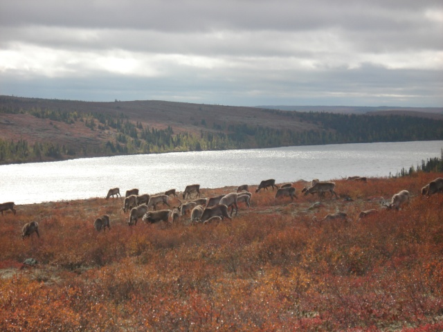 chasse  au  caribou, septembre  2009, leaft  river. 27110