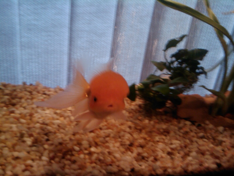 PIC of my Goldfish Bubbles!  07110