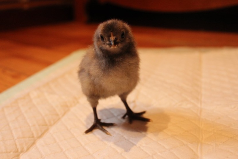 ma couvée araucana belge  Arauca19