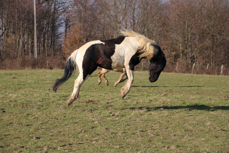 Ange d'azur et epona. - Page 2 11062310