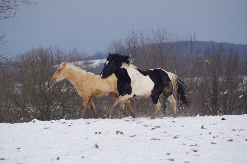 Ange d'azur et epona. Imgp0212