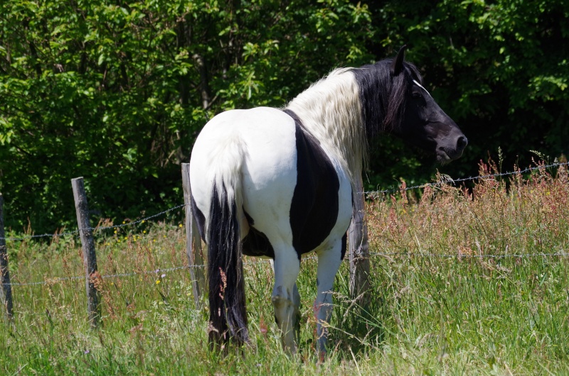 Ange d'azur et epona. Imgp9510