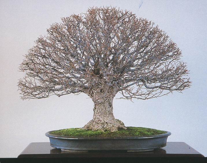 Reverse tapered trident maple Scopa_10