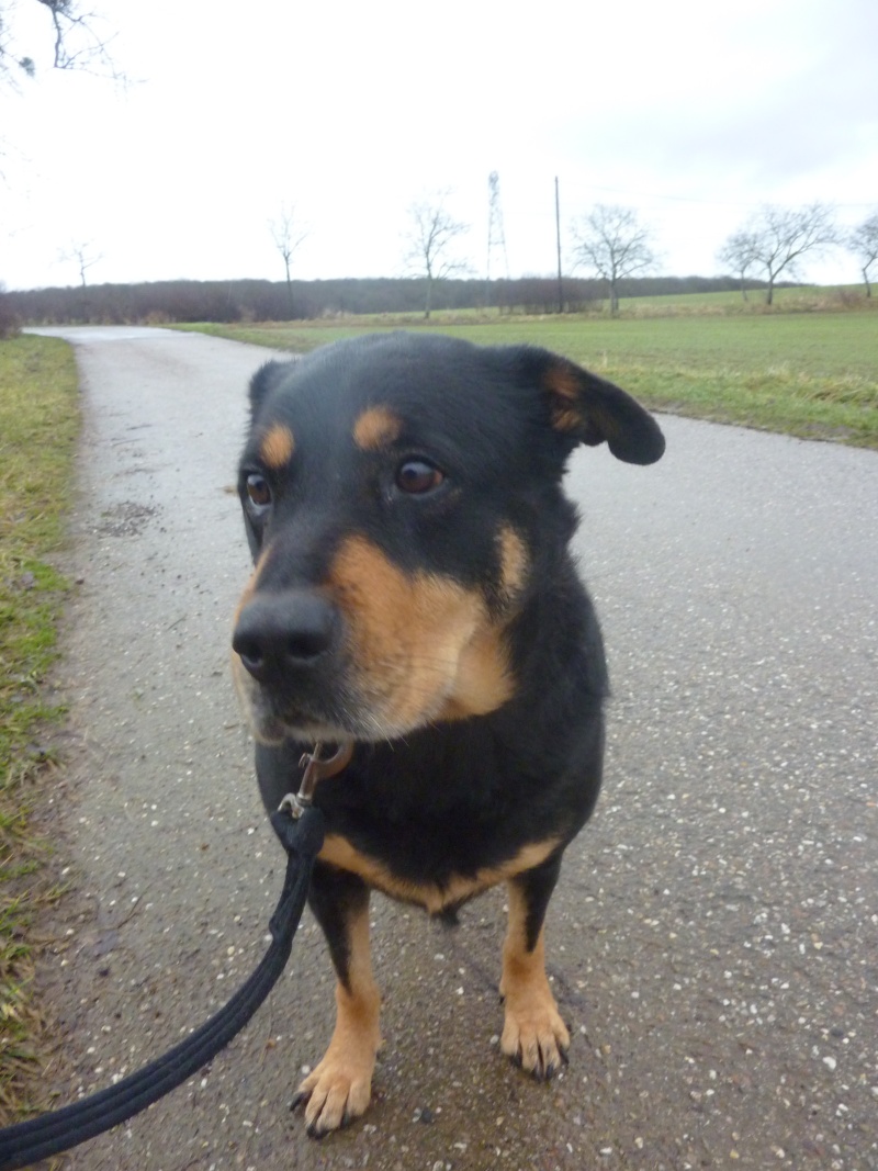 Mirabelle, femelle rottweiller stérilisée née en 2002 P1010713