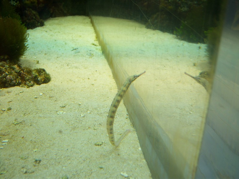 Les aquariums du Zoo de Beauval 100_0710