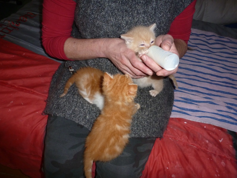 portée de 3 chatons trouvés  - Page 3 00613