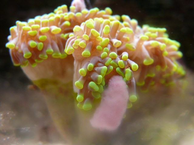 AquaDoj, mini reef 250l Euphyl10