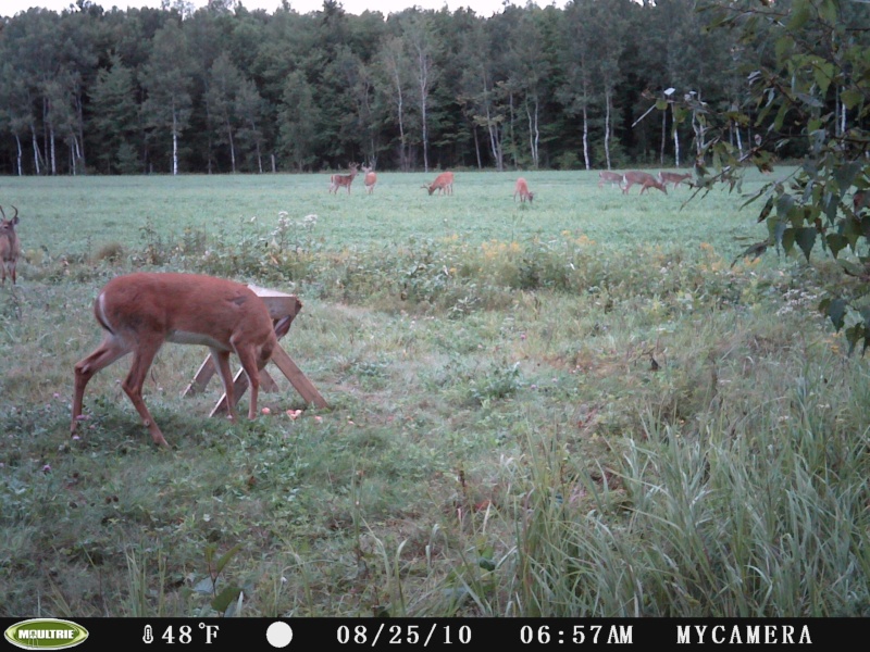 TERRITOIRE DE CHASSE A L'ORIGNAL A LOUER Territ18