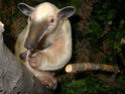 Anteater Types & Subspecies 12559610