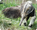 Anteater Types & Subspecies 20060710