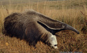 Anteater Types & Subspecies Giant_11