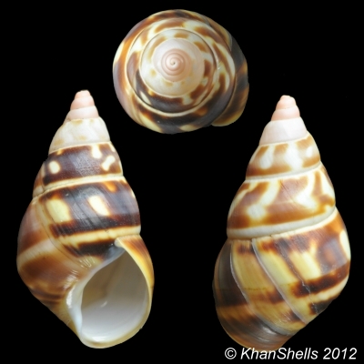 Liguus fasciatus castaneus Simpson, 1920  Gc33410