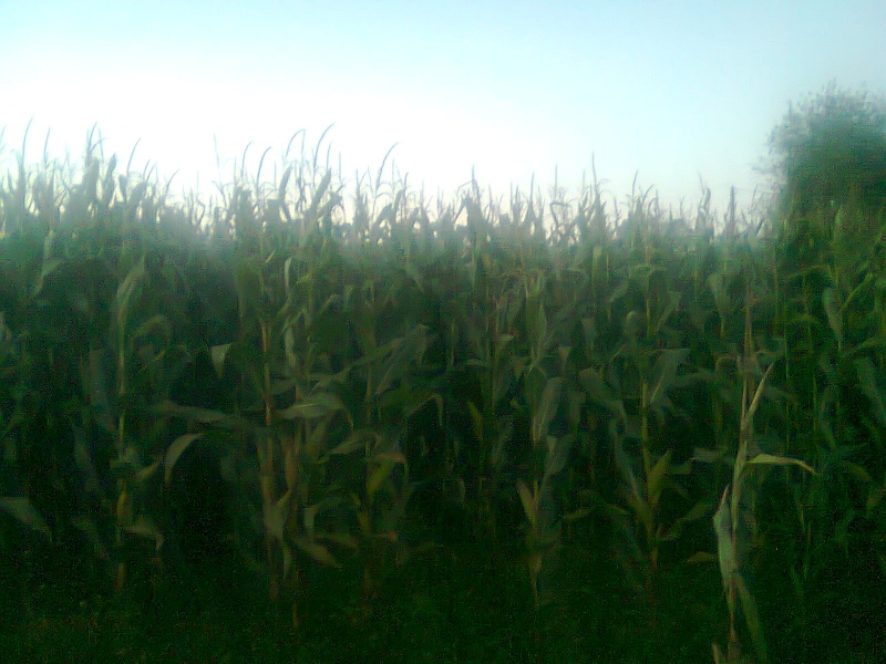 Récolte du maïs Photo017