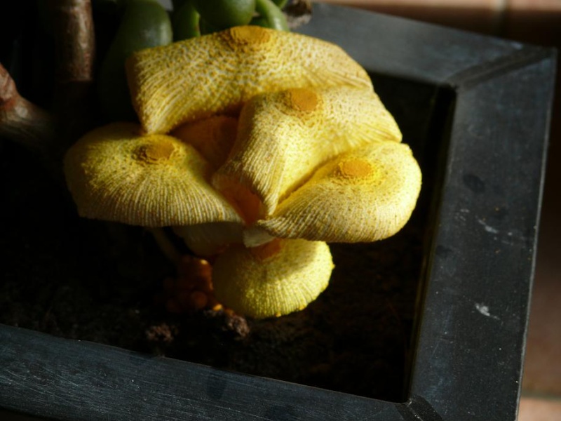 champignon jaune moyen dans pot de fleur Champ11