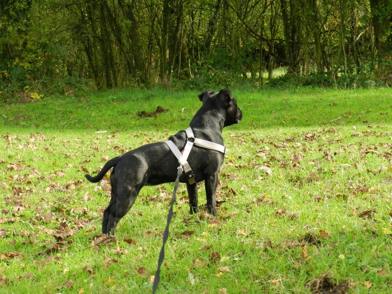 ma staffie Feeling - Page 11 Dscn1214