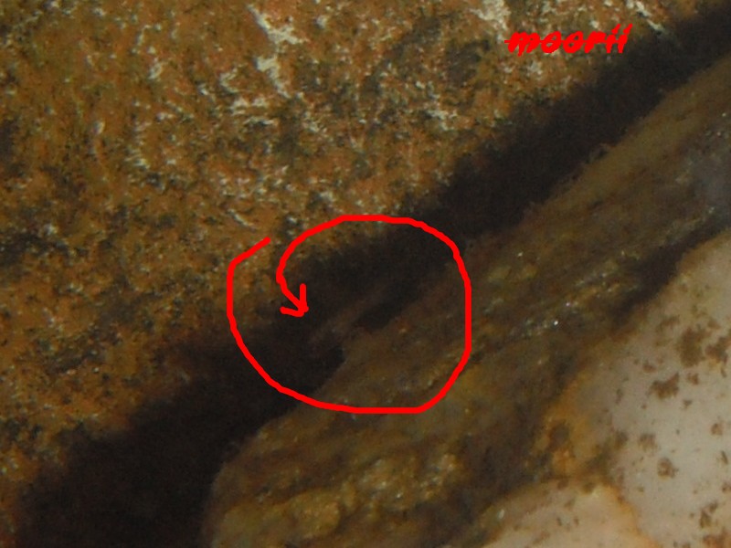 Betta simplex - Page 3 16010