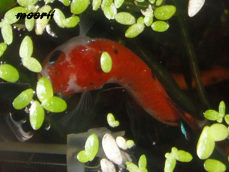 betta splendens koï 7810