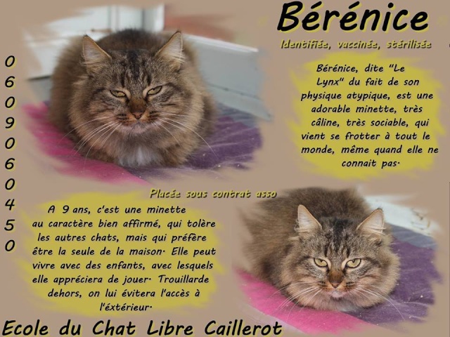 BERENICE - tigrée poils longs - 2006 Bereni11