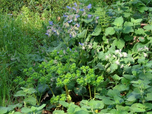 rudérales - plantes des décombres et friches enrichies en nitrate 15avri10