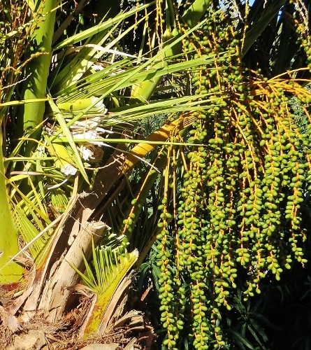photos de fruits et graines de palmiers - Arecaceae - Page 2 Fyte_d23