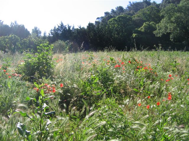 rudérales - plantes des décombres et friches enrichies en nitrate Mai_2010