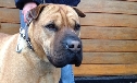 Calipso 5 ans 11 mois Xsharpei ,  Animaux Sans Logis  15927710