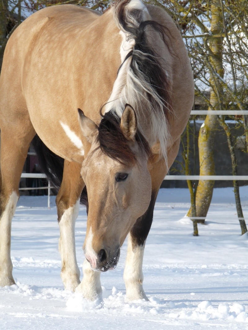 Concours n31 : Nos chevaux en hiver. P1060910