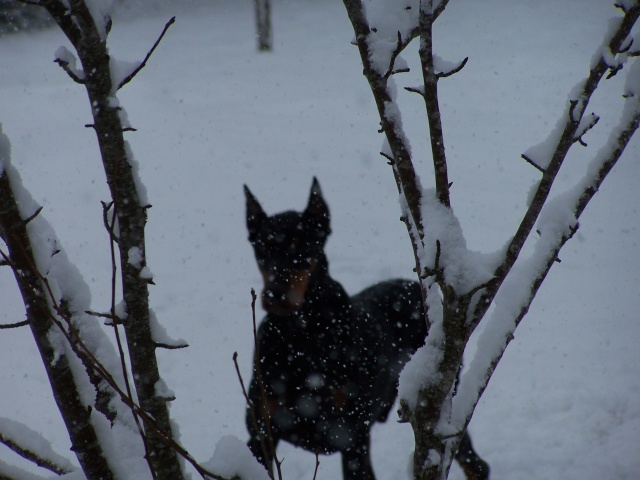 Nos chiens et l'hiver ! Dépôt photos  Les_bo13