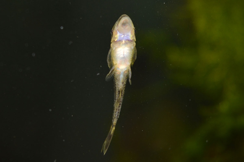 Alevins Otocinclus Affinis et Corydoras Habrosus 110