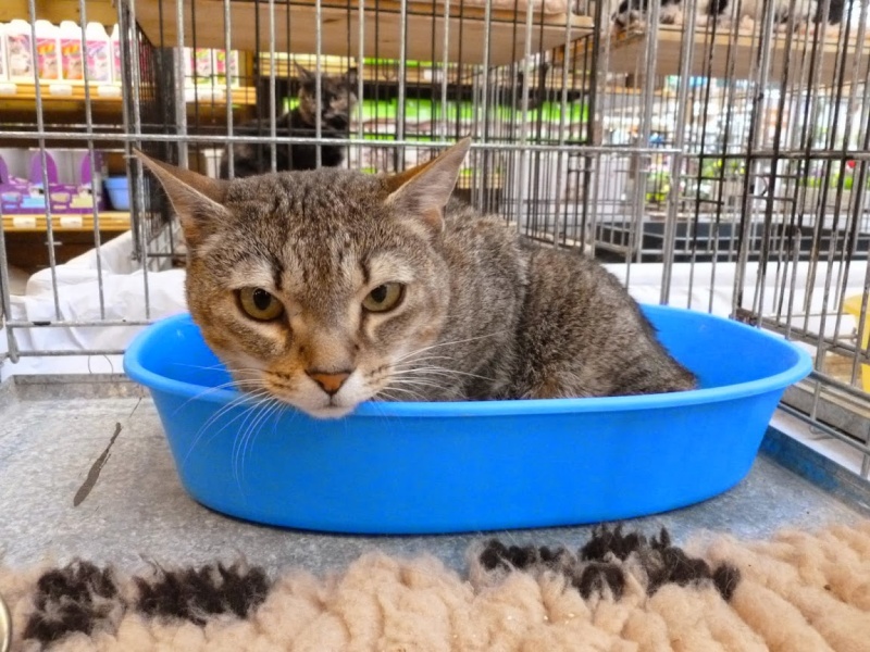  CHOUQUETTE, européenne brun tabby, 8 ans 1/2 , F P1100120