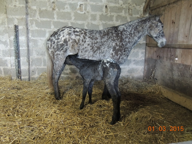 Les naissances prévu pour l'Appaloosa IJ Farm 00113