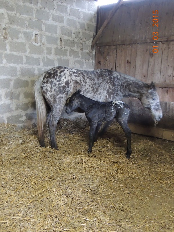 Les poulains né à l'Appaloosa IJ Farm 00313