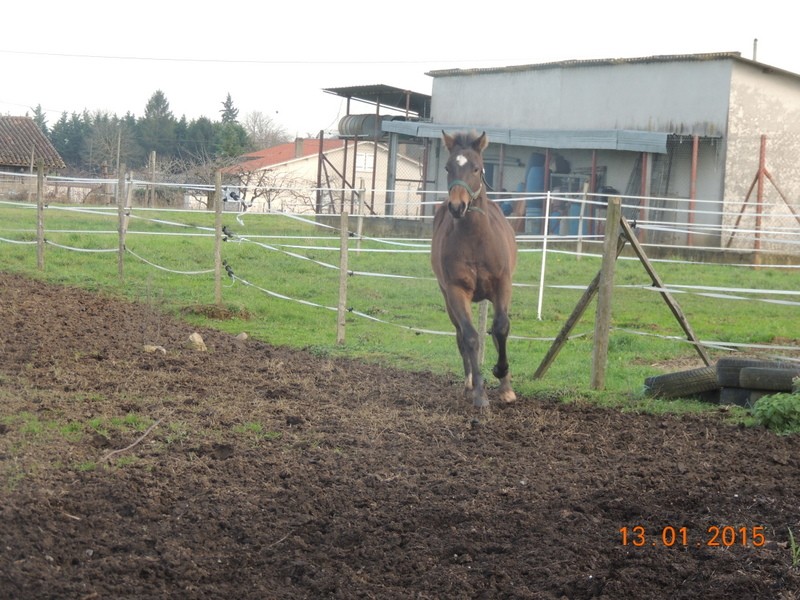 Les poulains né à l'Appaloosa IJ Farm - Page 6 00411