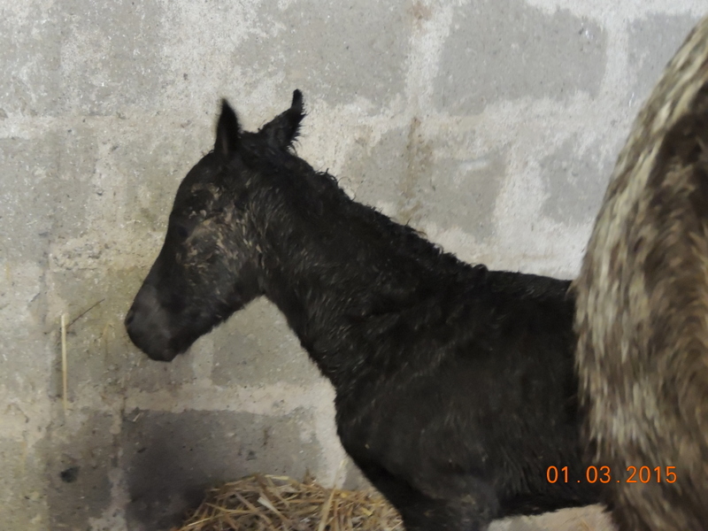 Les poulains né à l'Appaloosa IJ Farm 00513