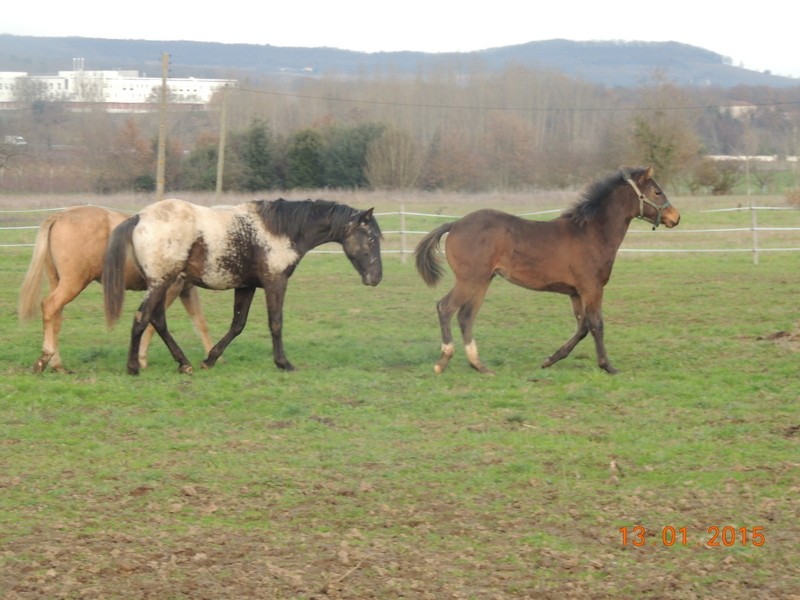 Les poulains né à l'Appaloosa IJ Farm - Page 6 01111