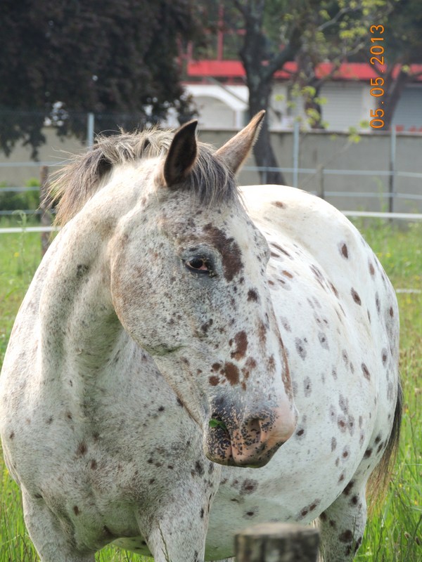 Les naissances prévu pour l'Appaloosa IJ Farm 030-0010