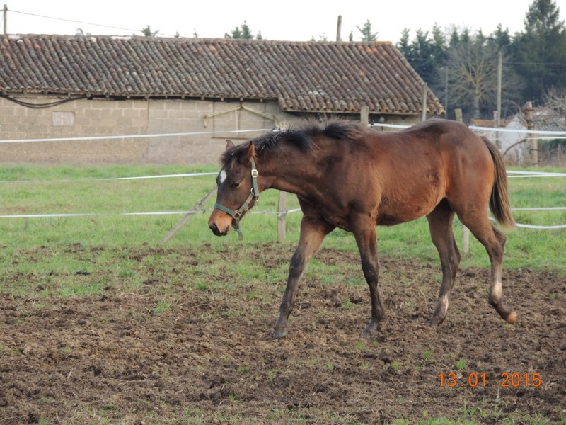 Les poulains né à l'Appaloosa IJ Farm - Page 6 03110