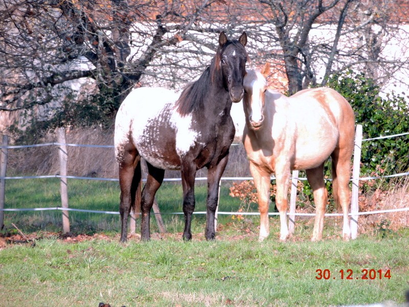 Les poulains né à l'Appaloosa IJ Farm - Page 6 05710